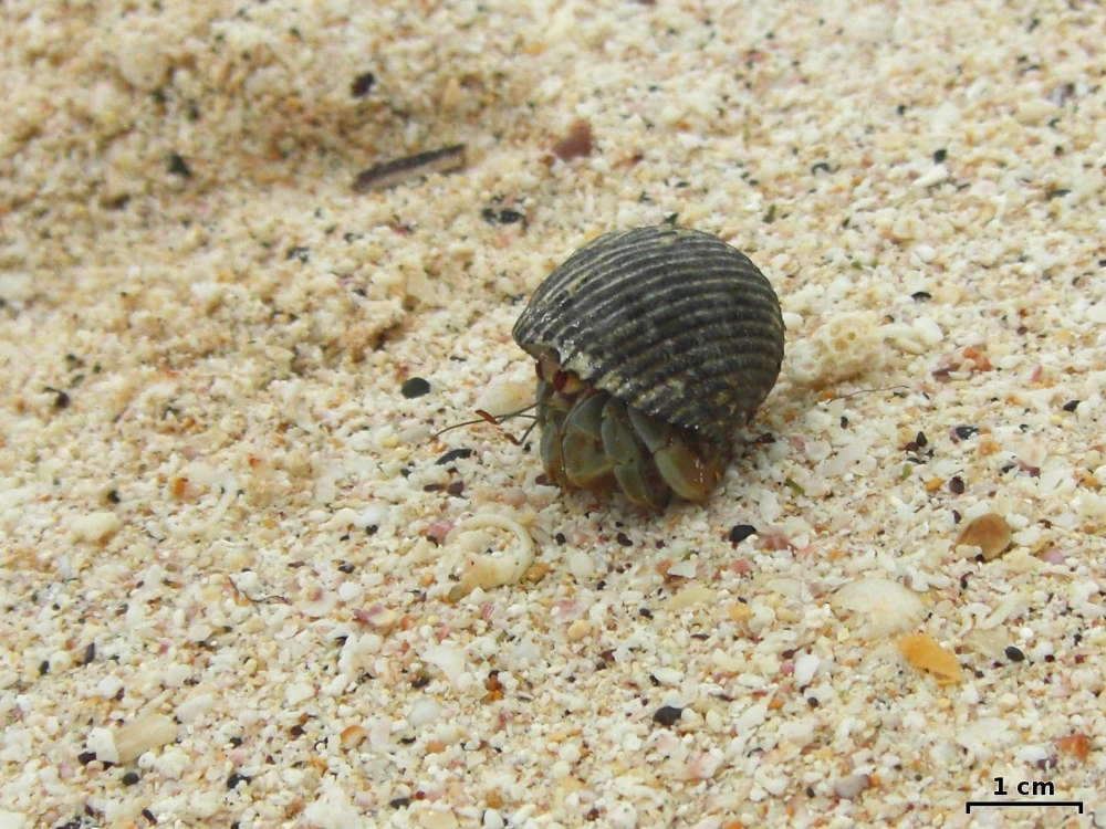 Cận cảnh đôi càng mạnh mẽ của ốc mượn hồn dâu tây