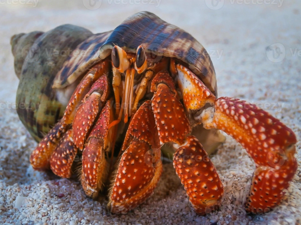 Ốc mượn hồn ăn gì để lớp vỏ luôn bóng mượt và khỏe mạnh