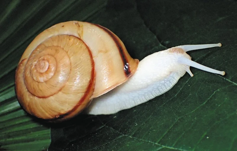 Thưởng thức từng chi tiết với hình ảnh ốc sên