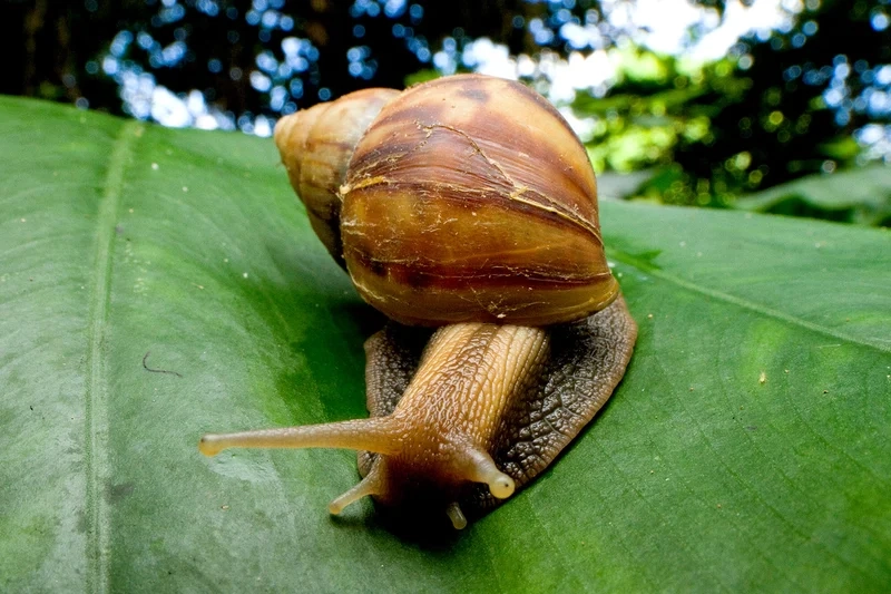 Gần hơn với thiên nhiên nhờ ốc sên cận cảnh