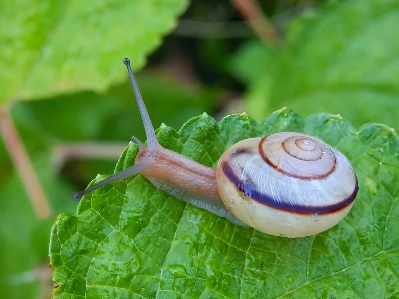 Nhịp sống chậm rãi của ốc sên chậm chạp