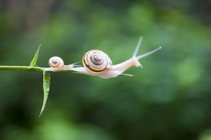 Nghệ thuật tinh tế nhờ ốc sên nghệ thuật