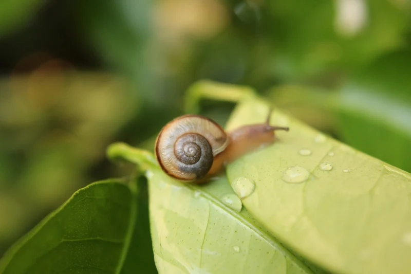 Sắc nét tuyệt đối với ốc sên độ nét cao