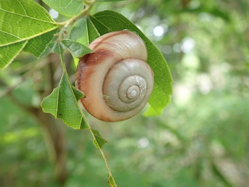 Trang trí màn hình với ốc sên làm hình nền