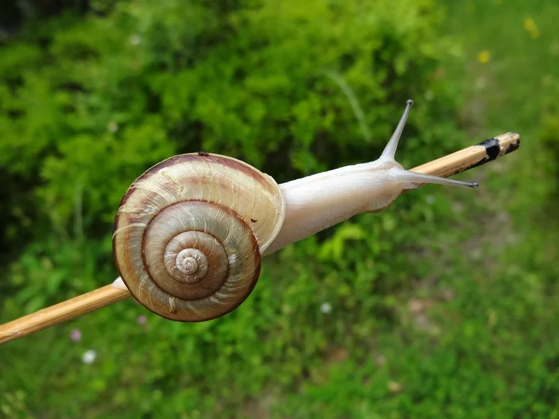 Vai trò quan trọng trong tự nhiên là ốc sên hệ sinh thái