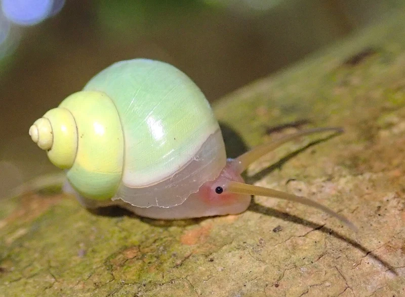 Đặc điểm nổi bật của ốc sên qua ảnh