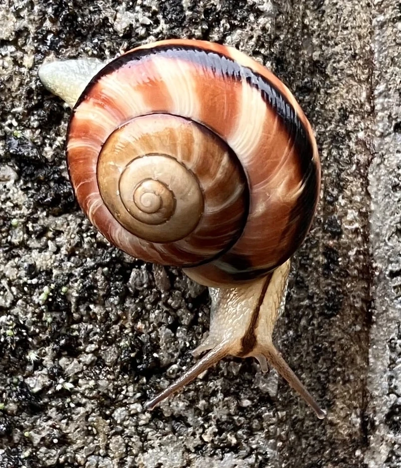Hòa mình cùng thiên nhiên với ốc sên thiên nhiên