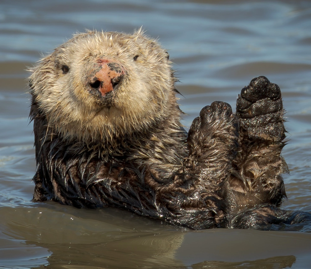 Meme rái cá với biểu cảm ngạc nhiên vô cùng hài hước