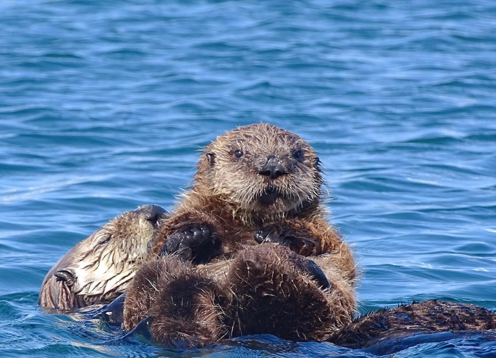 Rái cá biển săn mồi điêu luyện dưới làn nước trong vắt