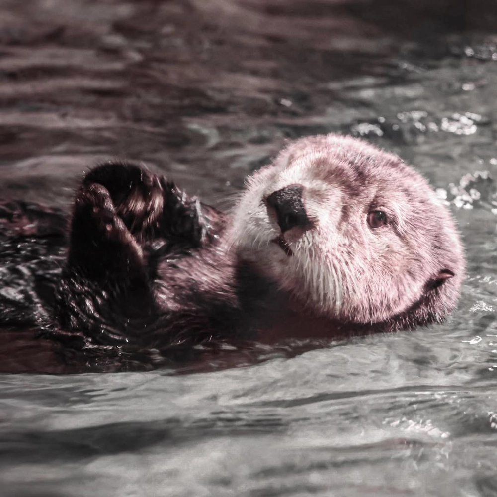 Bộ lông rái cá biển dày mượt giúp chúng giữ ấm trong nước lạnh