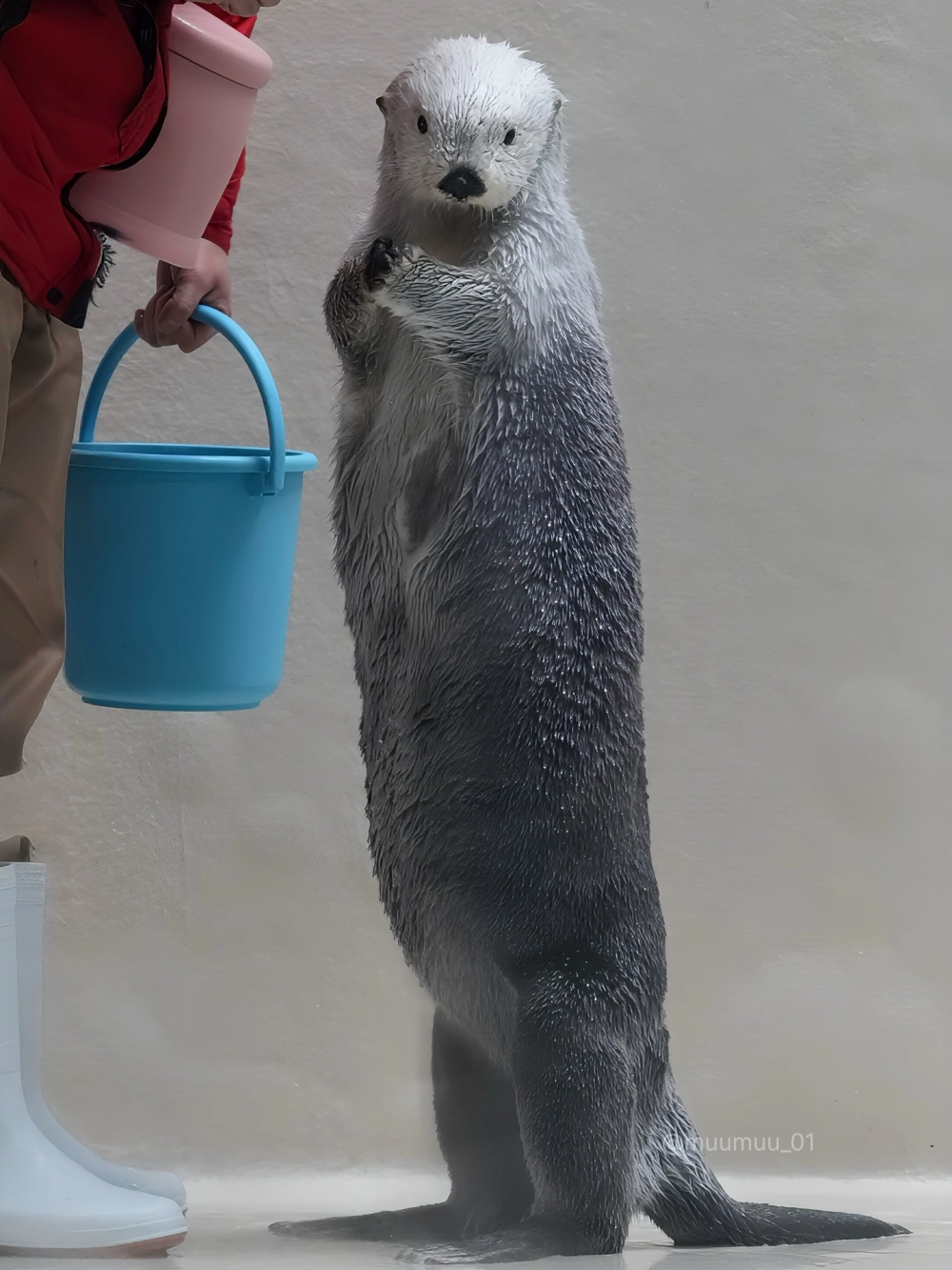 Một chú rái cá biển California đang thư giãn trên thảm rong biển