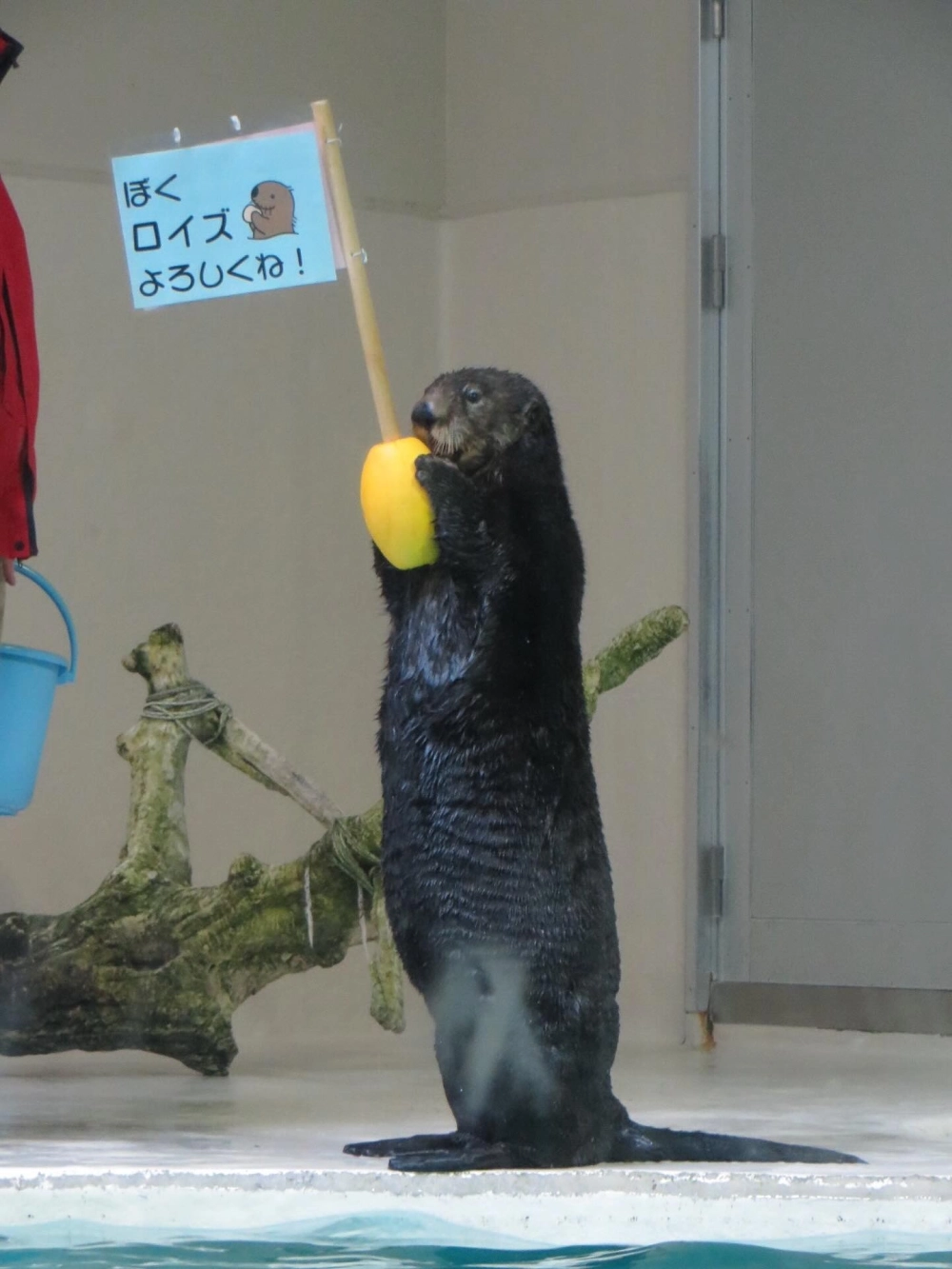 Hoạt động bảo tồn rái cá biển tại các trạm cứu hộ động vật