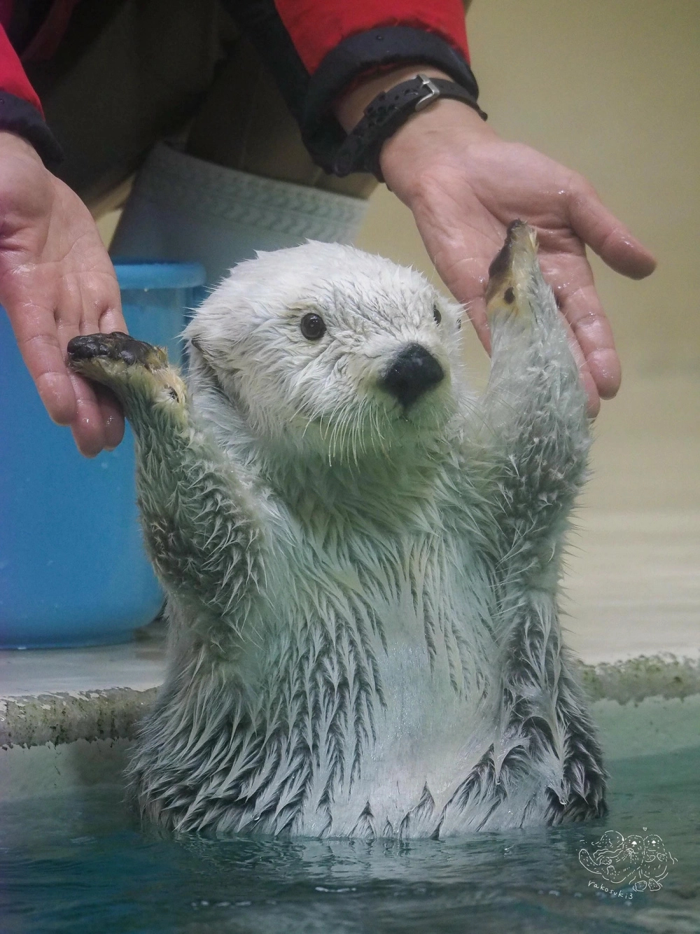 Cách phân biệt rái cá sông và rái cá biển qua hình dáng đuôi