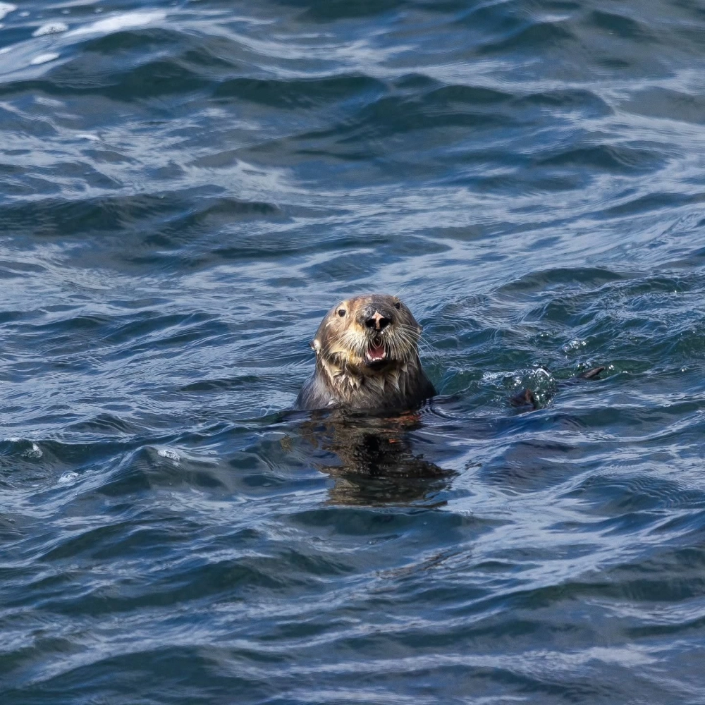 Cận cảnh rái cá đập vỏ sò bằng viên đá nhỏ trên ngực