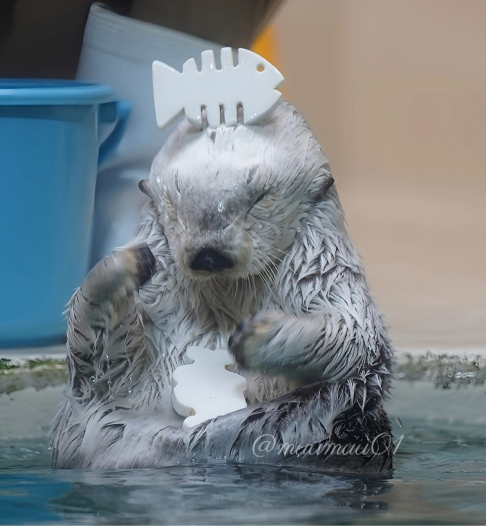 Chú rái cá biển dễ thương đang bơi ngửa thư giãn giữa đại dương