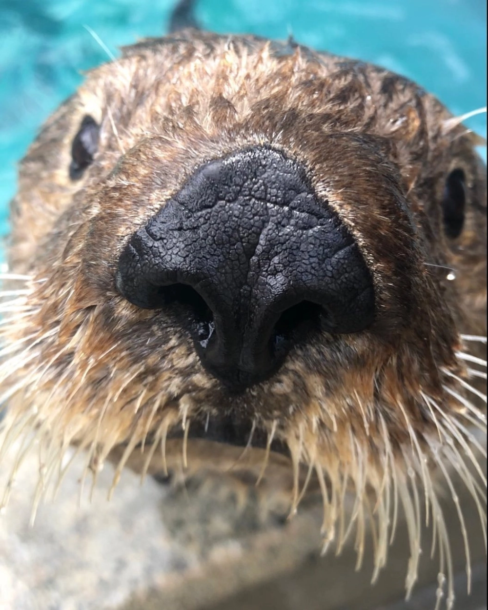 Rái cá biển nắm tay khi ngủ để không bị trôi dạt trên sóng