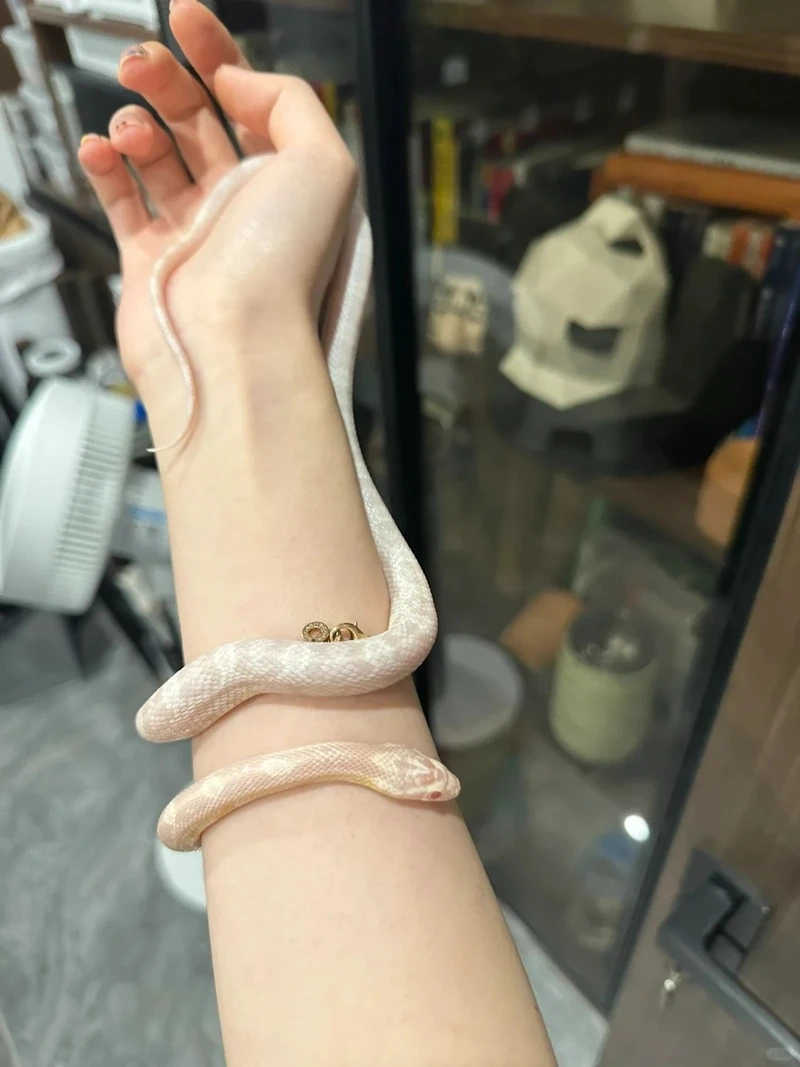 Top những loài rắn cảnh phổ biến nên nuôi