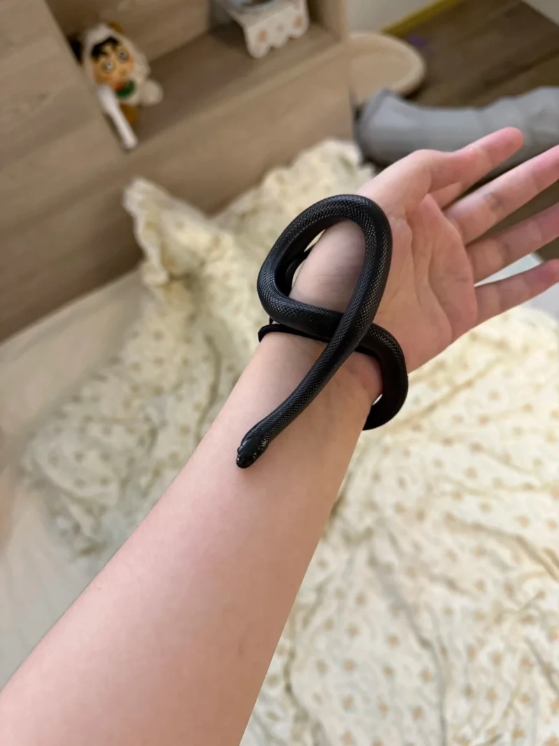 Chọn rắn cảnh dễ nuôi cho người mới bắt đầu