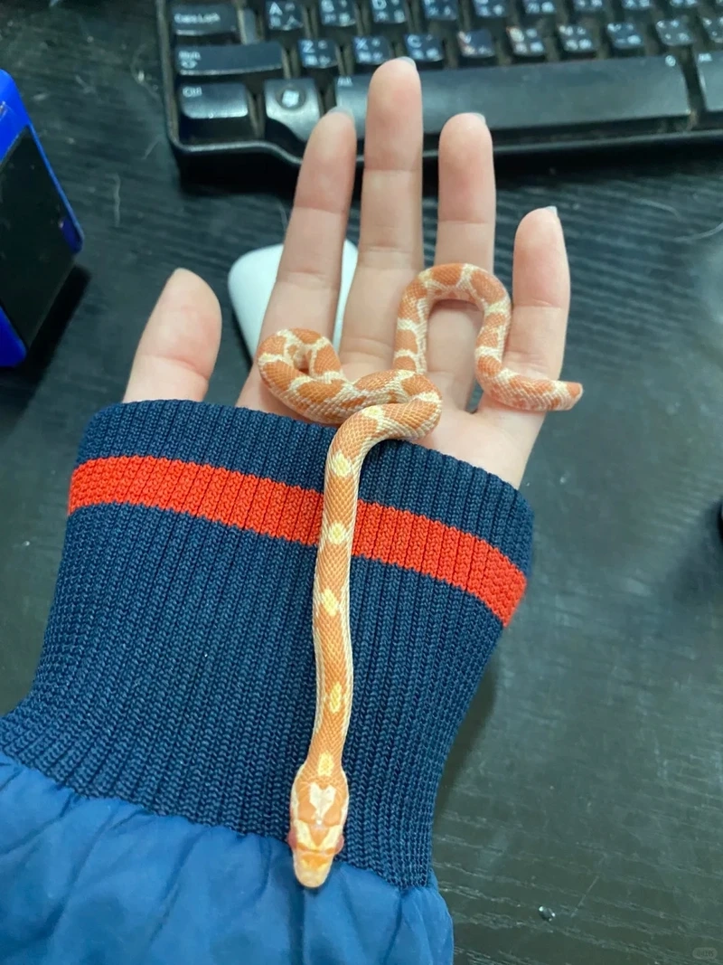 Sưu tập rắn cảnh mini trang trí bàn làm việc