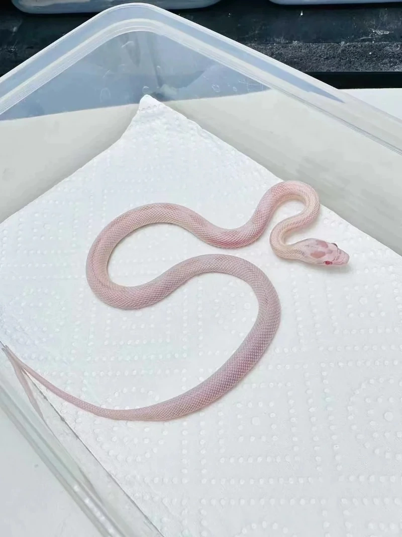 Thiết kế rắn cảnh terrarium chuẩn thẩm mỹ