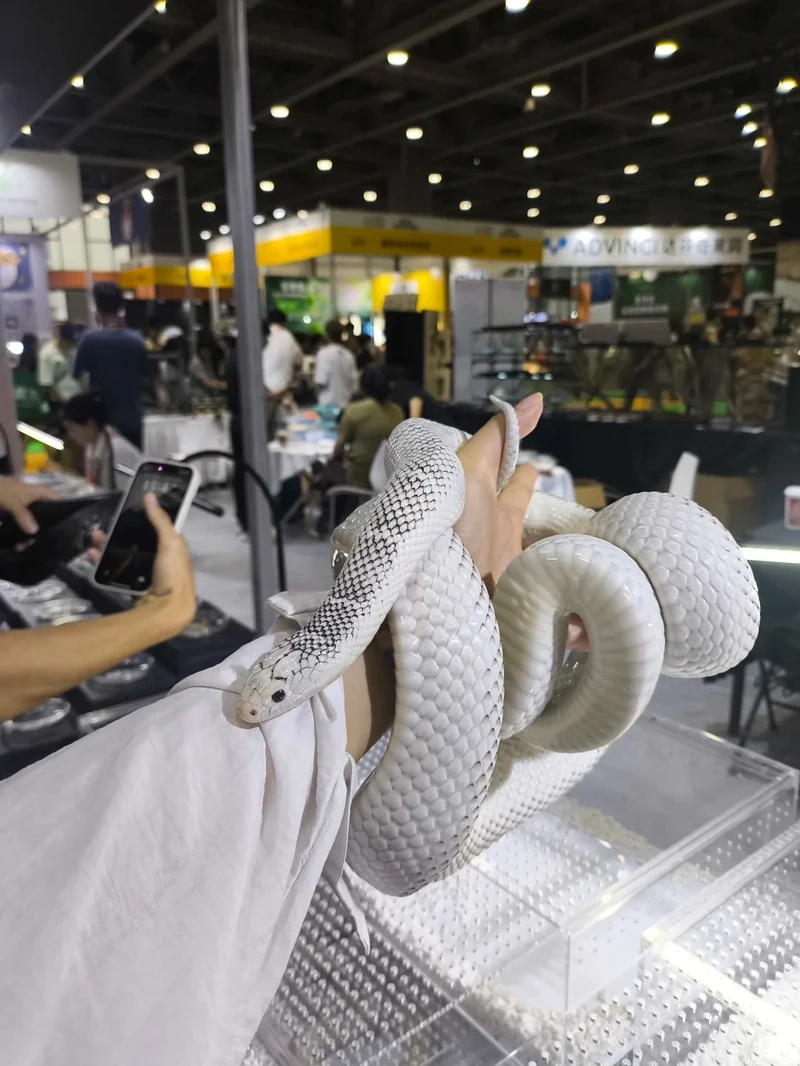 Tạo rắn cảnh trong nhà đẹp mắt và sinh động