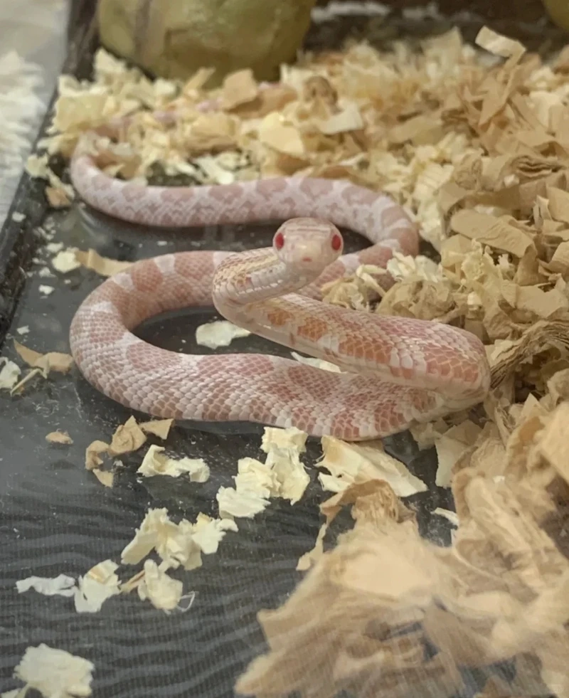 Bí quyết nuôi rắn cảnh nuôi kiểng tại gia