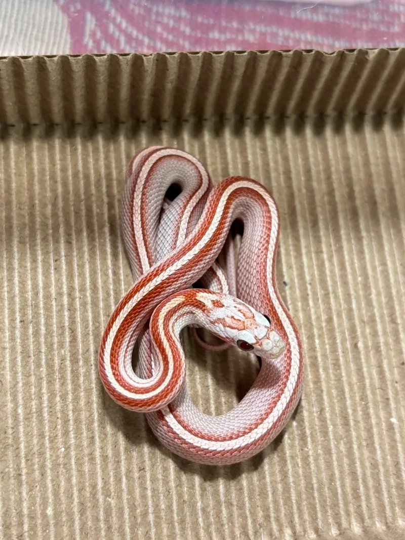 Tìm hiểu các loài rắn cảnh bò sát nổi bật