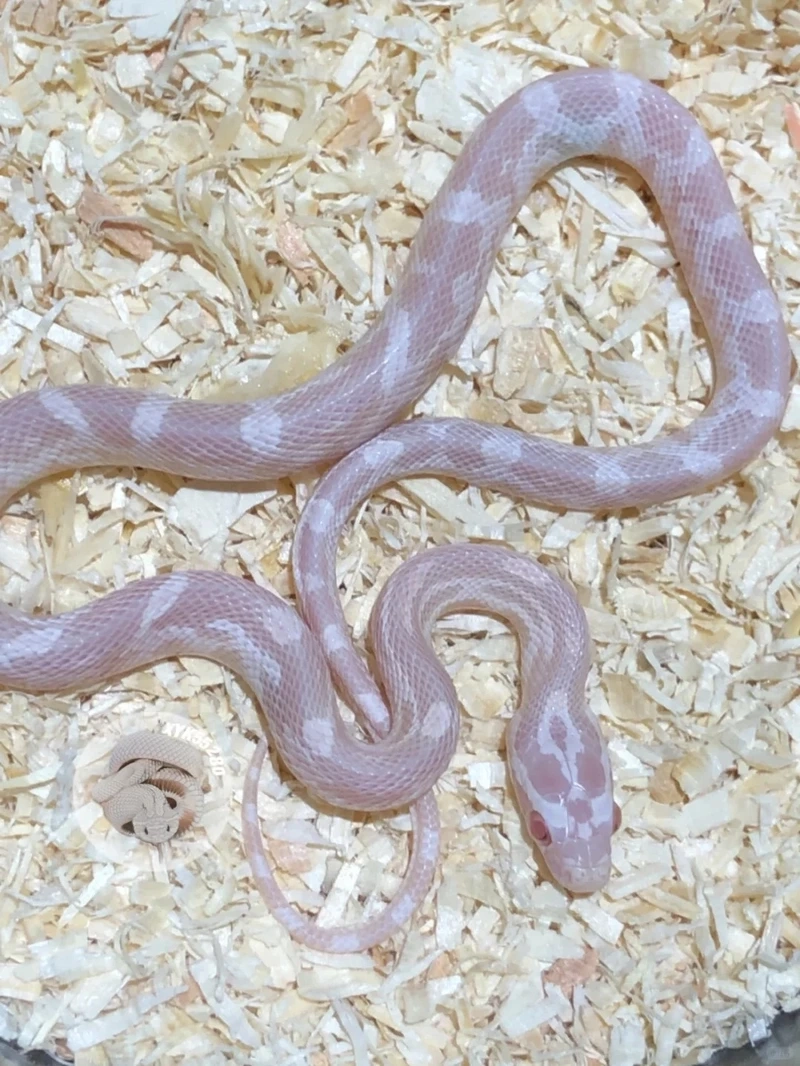 Thưởng thức nghệ thuật với rắn cảnh nghệ thuật