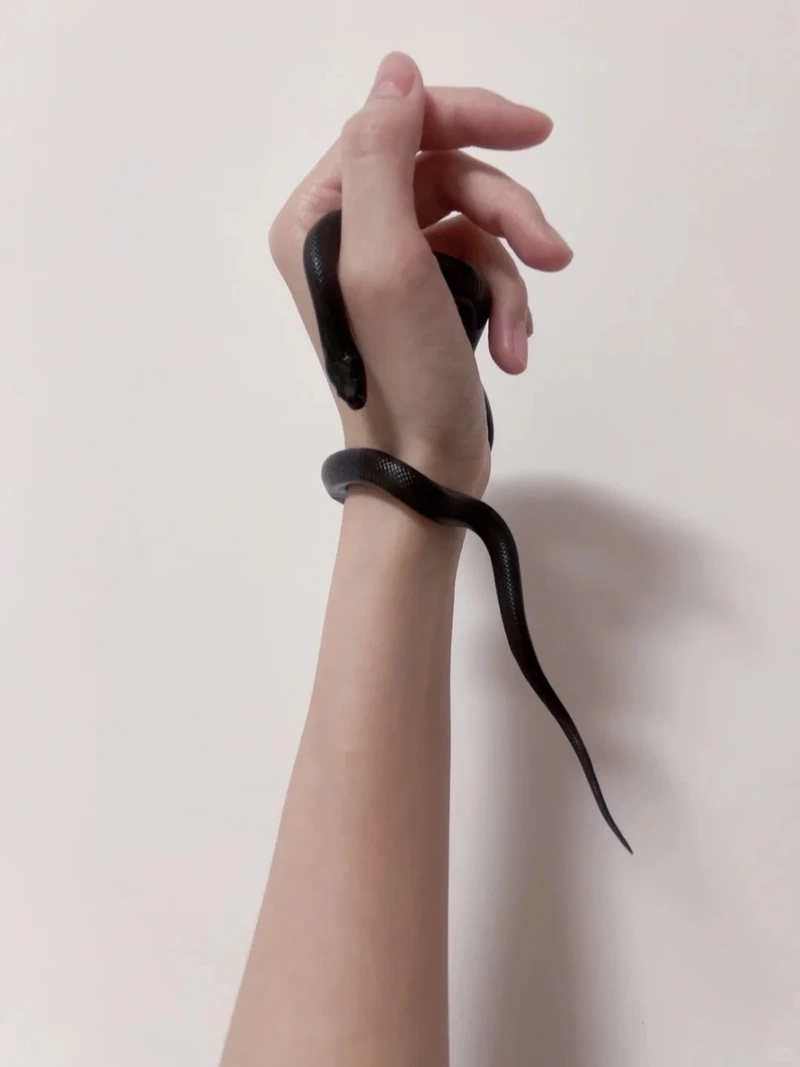 Kinh nghiệm chụp ảnh với rắn cảnh chụp ảnh sống động