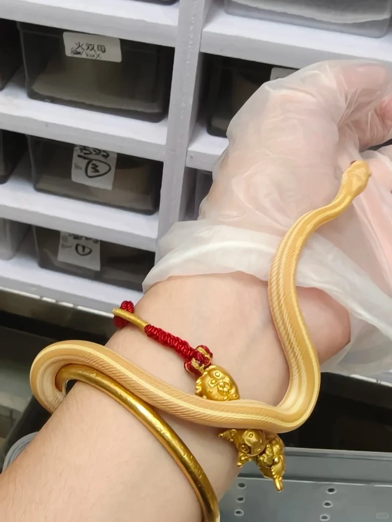 Nuôi rắn cảnh nuôi thú cưng như bạn đồng hành