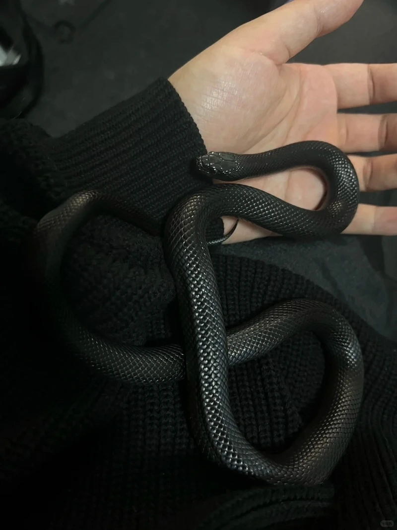 Top những loài rắn cảnh độc đáo khó tin