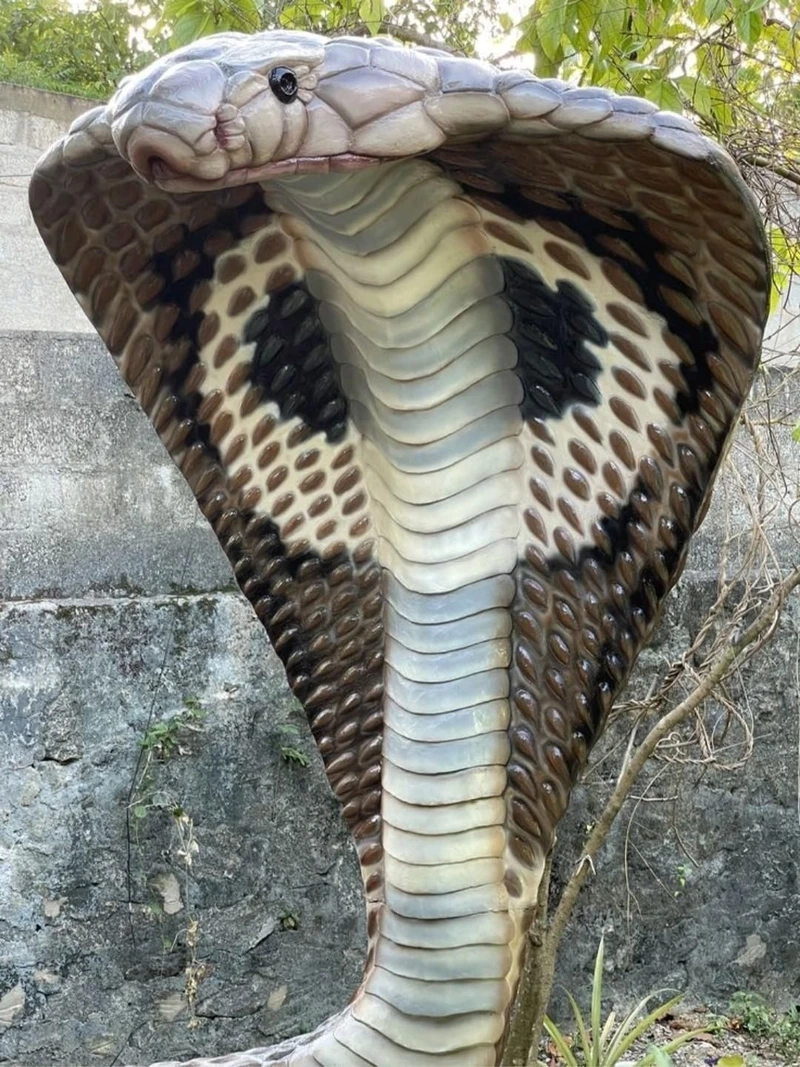 Chiêm ngưỡng rắn hổ mang chúa lớn nhất thế giới ấn tượng