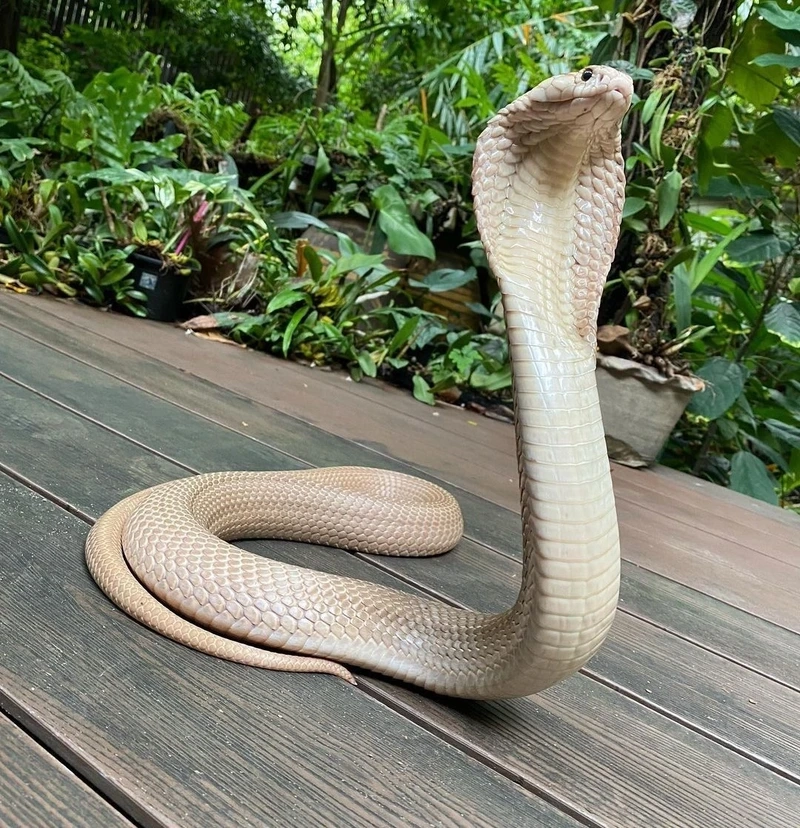 Khám phá rắn hổ mang chúa nọc độc nguy hiểm và sinh động