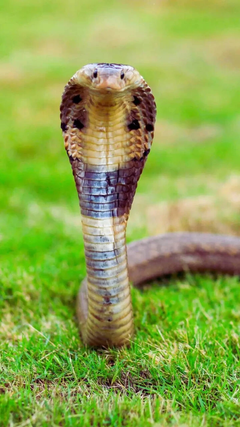 Chiêm ngưỡng rắn hổ mang chúa rừng nhiệt đới đa dạng và sống động