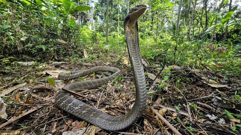 Tạo khung hình đẹp với rắn hổ mang chúa cận cảnh sinh động