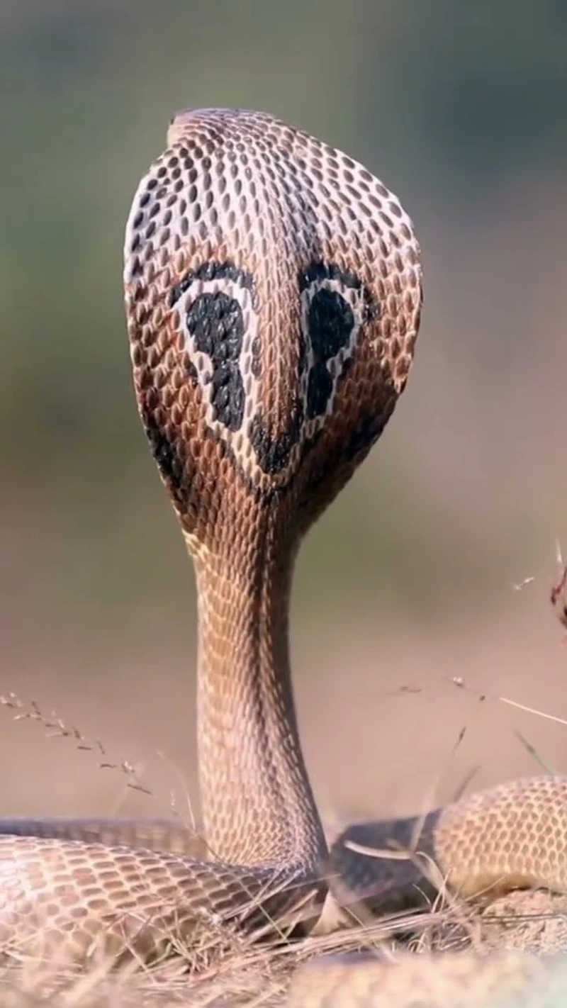 Nghiên cứu rắn hổ mang chúa sinh thái tự nhiên và đa dạng