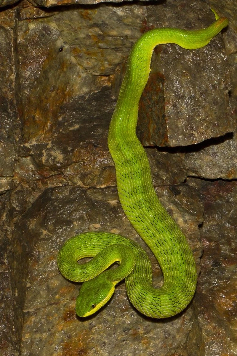 Hé lộ đặc điểm nguy hiểm của rắn lục đuôi đỏ