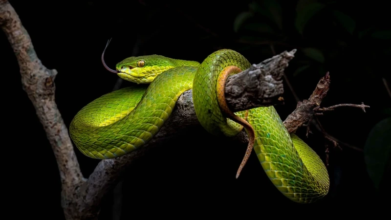 Khám phá rắn lục đuôi đỏ hoang dã trong tự nhiên