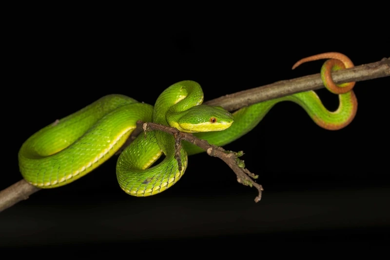 Chiêm ngưỡng rắn lục đuôi đỏ đẹp hiếm gặp và nổi bật