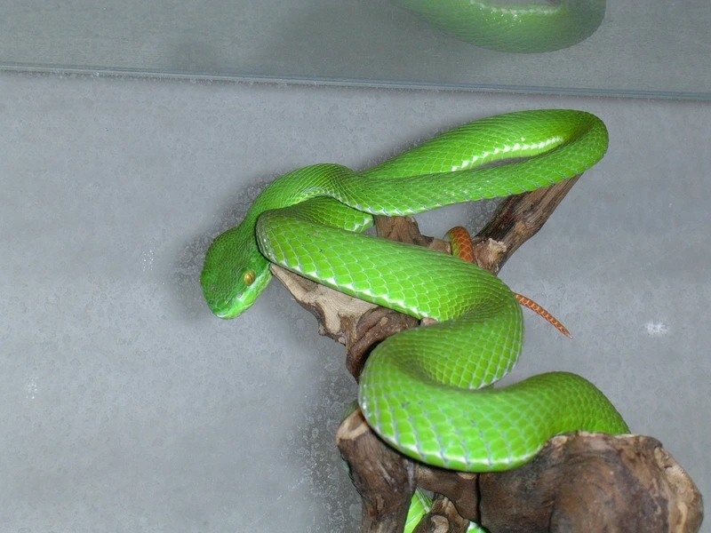 Thế giới rắn lục đuôi đỏ nguy hiểm đầy bí ẩn