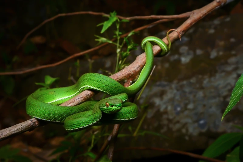 Khám phá rắn lục đuôi đỏ ngụy trang tinh vi và sống động