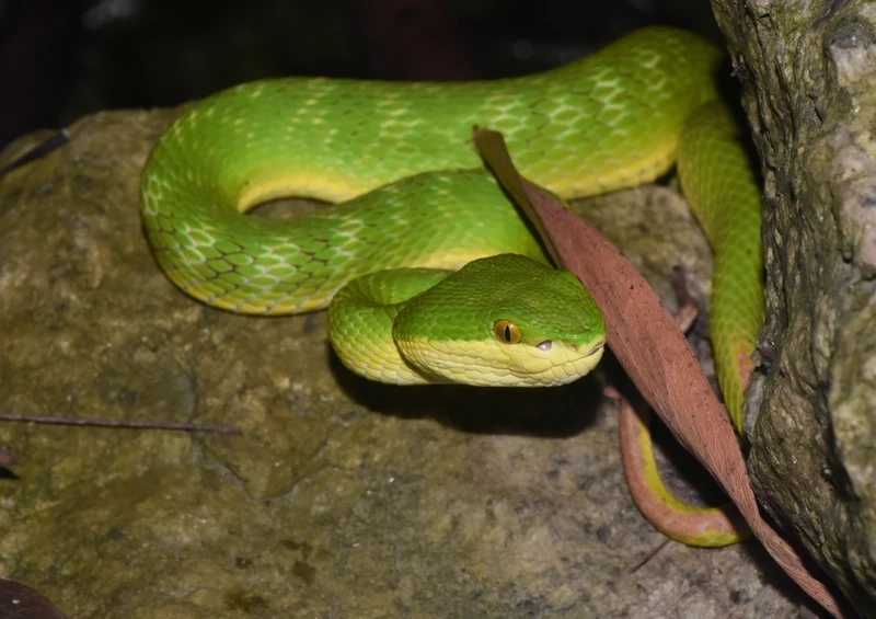 Ngắm rắn lục đuôi đỏ sống trong rừng tự nhiên và đẹp