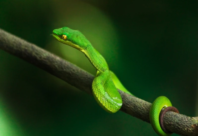 Thế giới rắn lục đuôi đỏ thế giới bò sát đa dạng