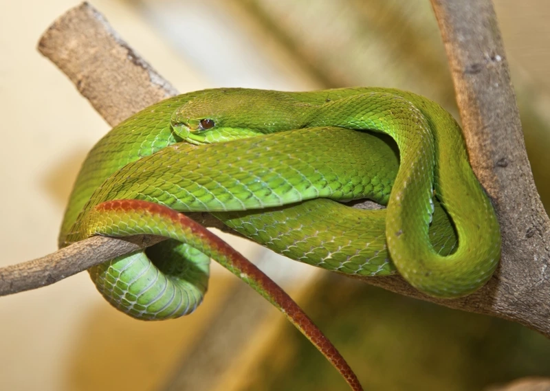 Chiêm ngưỡng rắn lục đuôi đỏ kích thước trung bình