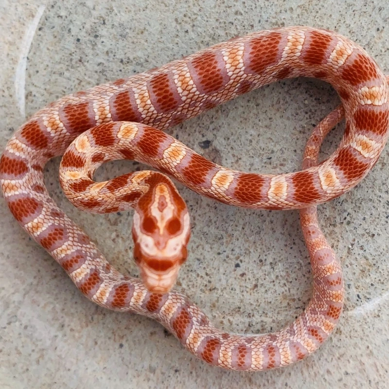 Nuôi rắn ngô pet làm thú cưng tại nhà