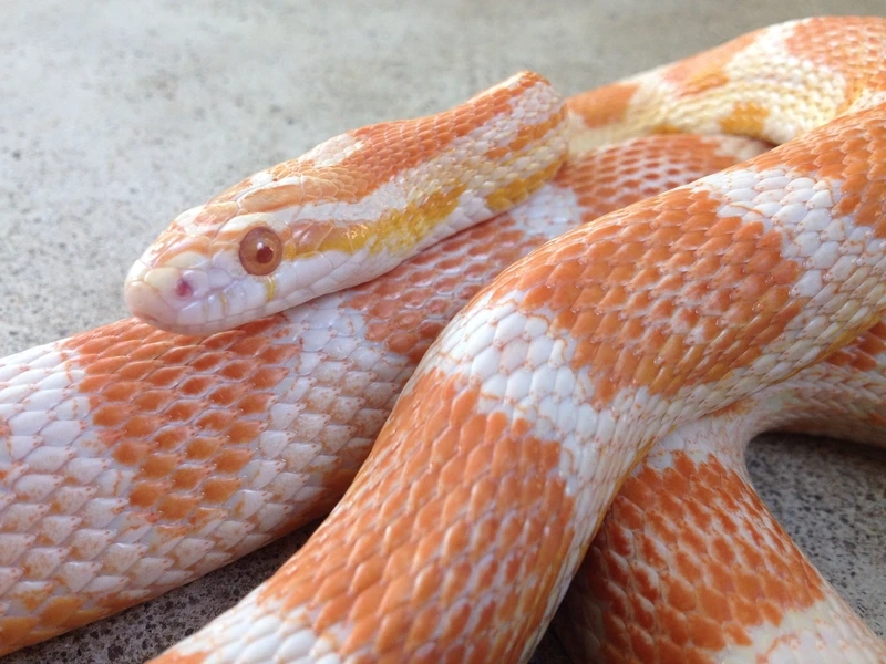 Hướng dẫn chăm sóc rắn ngô nuôi cảnh dễ dàng