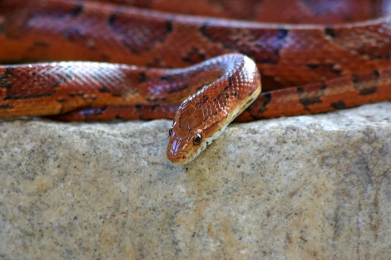 Các loài rắn ngô không độc an toàn tuyệt đối