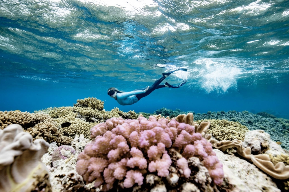 Những loài sinh vật tại Great Barrier Reef bơi lội quanh rạn san hô