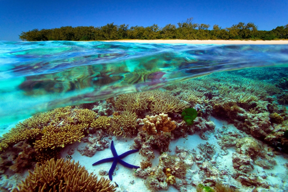 Khách du lịch lặn biển Great Barrier Reef ngắm nhìn đàn cá rực rỡ
