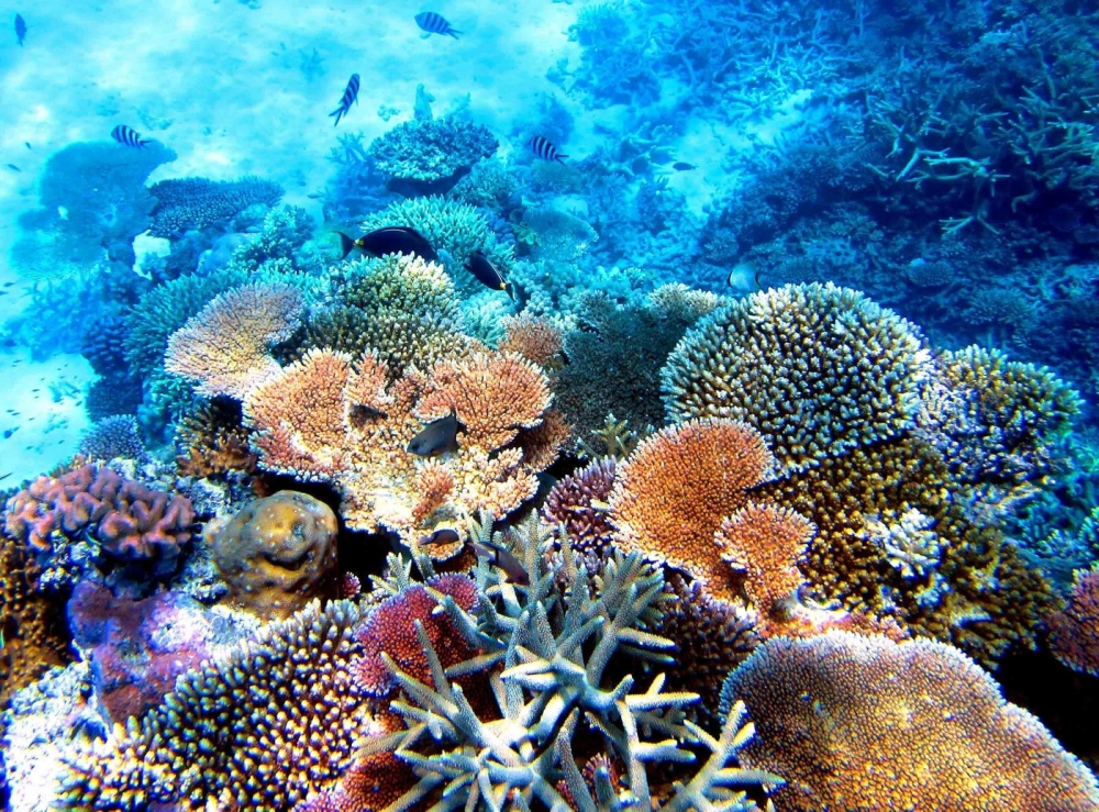 Phim tài liệu Great Barrier Reef ghi lại cảnh săn mồi của cá mập